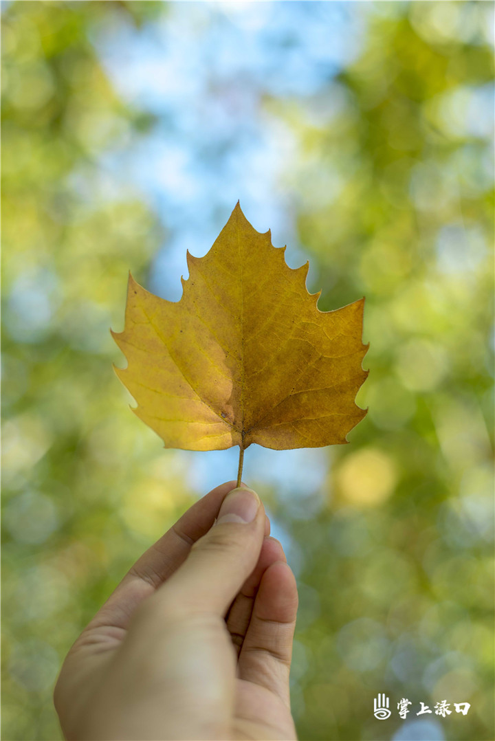 【图片：文禹】
一叶知秋，秋天最引人注目的景色，当然是独领一番秋色的树叶了。