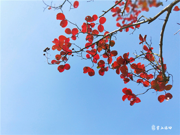 【图片：张慧】
秋叶的美，是返璞归真，也是生命的轮回，绿叶渐渐变成黄叶，直到深秋红透……