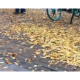 树上的黄叶打掉了，不接地气的规定呢？