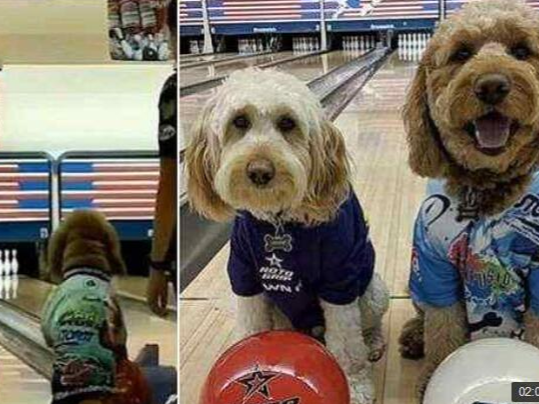 一球全中！狗狗玩保龄球轻松全垒打，球技惊人