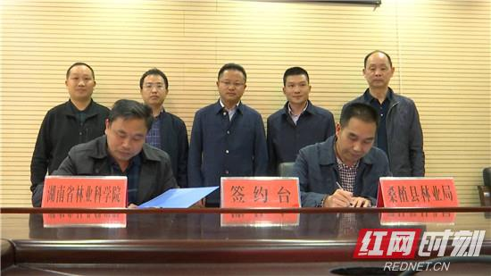 桑植县与省林业科学院签署粽叶产业战略合作协议