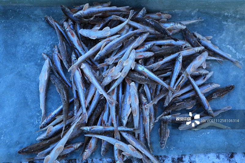 2019年11月7日，立冬前一日，哈尔滨最低气温已达-10℃。渔民从松花江里打上来的新鲜鱼蟹，出水不久，就冻硬。小鱼硬如冰棍，螃蟹冻成冰块，上面还粘着和它一同出水的小鱼。
