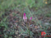 零陵：百余种植物在潇水国家湿地公园开了花