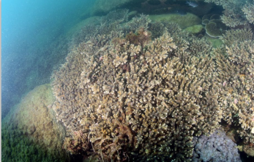 霜鹿角珊瑚主导的造礁石珊瑚群落。