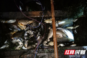 守初心，担使命--岳阳市打击非法捕捞专项整治行动再传捷报