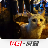 海南警方截获3百多只待屠宰猫咪，32只已死亡其余正被救治