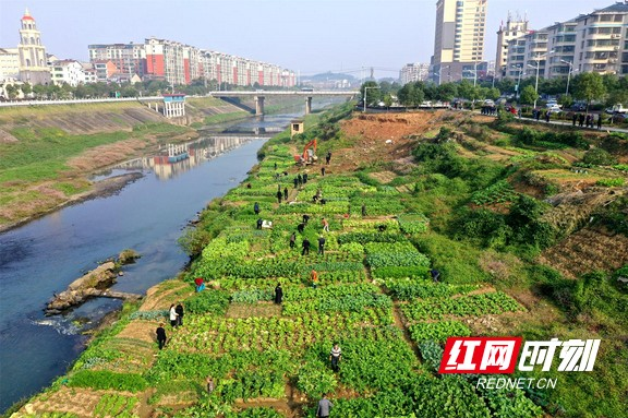 桃江：河堤护坡竟变身“私人菜园”  多部门联合予以清除