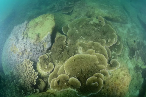 翼型蔷薇珊瑚主导的造礁石珊瑚群落。