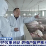 生猪生产扶持政策效果追踪：养殖户信心提升 存栏量持续增加