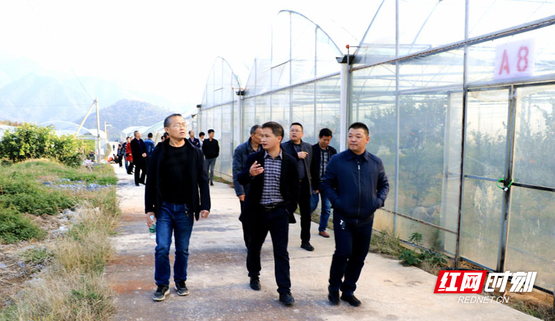 管理区负责人现场介绍柑橘产业改造情况.jpg