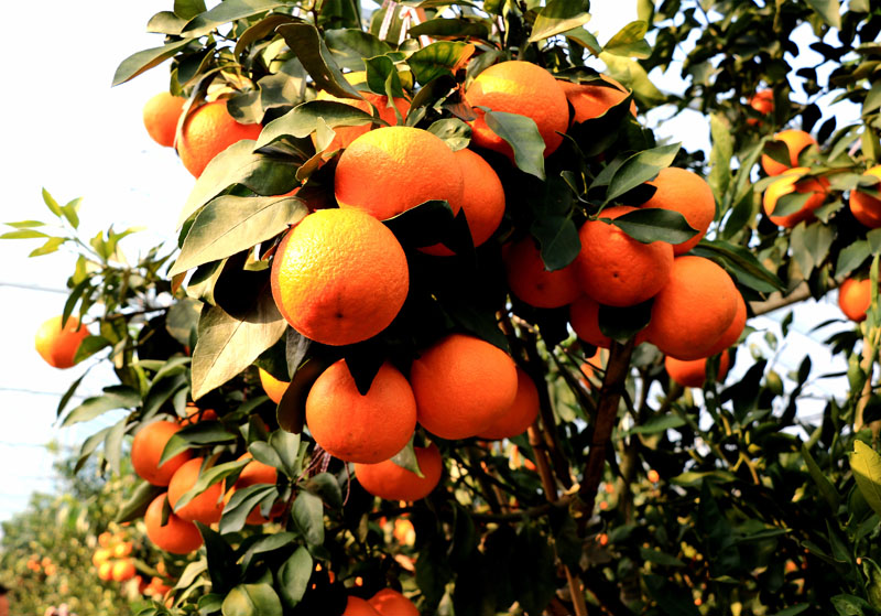 果冻橙“红美人”.jpg