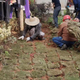 小区花坛重着“绿装” 复绿近600平方米
