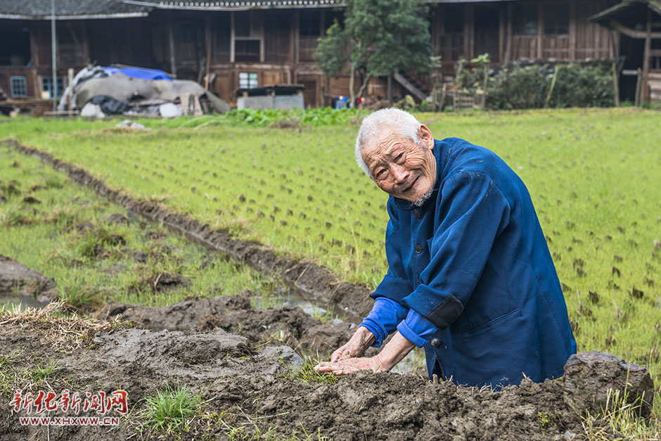 坪溪村83岁的何维珍老人在堆田埂。老人虽年岁已高，但抡锄头挖淤泥利索干练，铺起泥巴来有条不紊，步步到位。