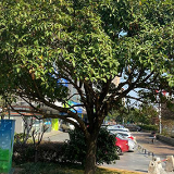 推进绿化整治 长沙微地生鲜农贸市集周边“颜值”提升