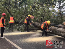 衡阳市公路局珠晖分局：更新砍伐枯死树 消除隐患保畅通