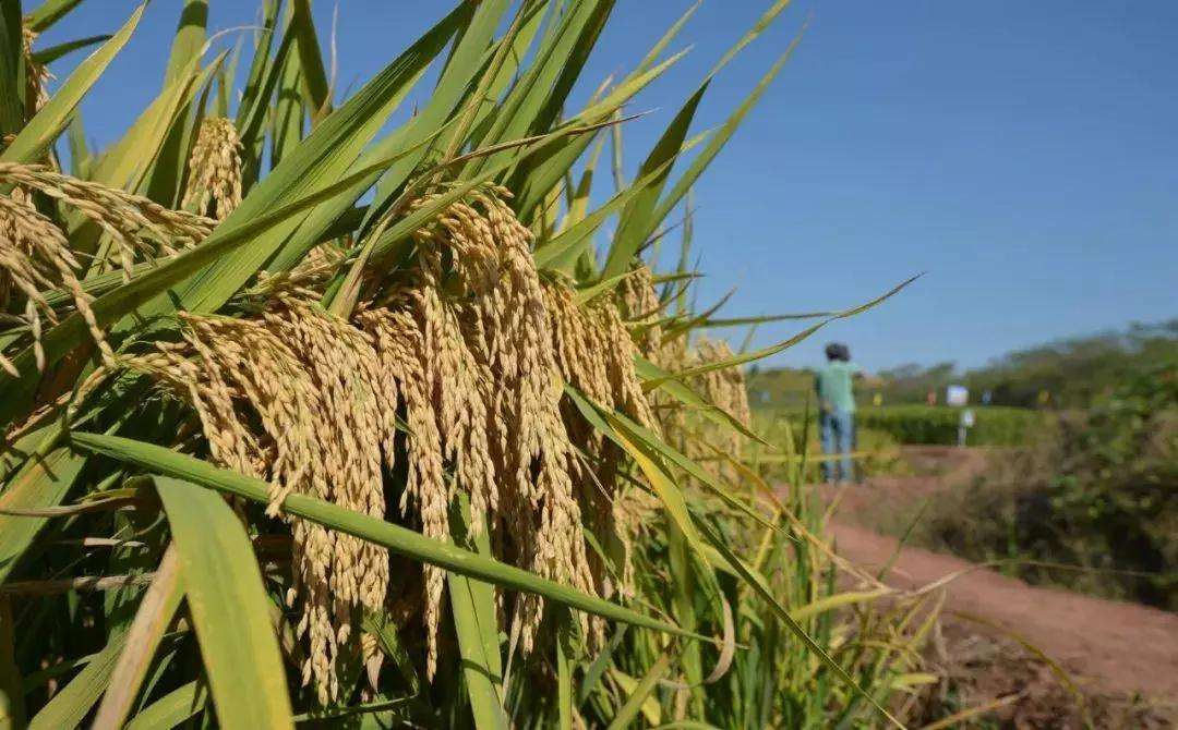 郴州市农科所水稻不育系142S在安徽省通过鉴定