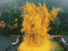 绝美！西安银杏千年古树火到国外