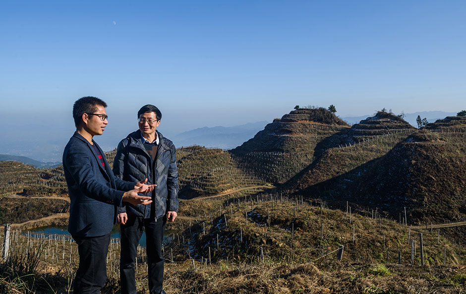 新化众多农业企业纷纷种植黄精。在绿源农林科技的槎溪镇万宝山种植基地，漫山遍野的红芯猕猴桃下面，全部种植着黄精，可谓真的是“黄金”山。在万宝山上，邹辉与绿源农林科技负责人孙毅中探讨黄精种植。