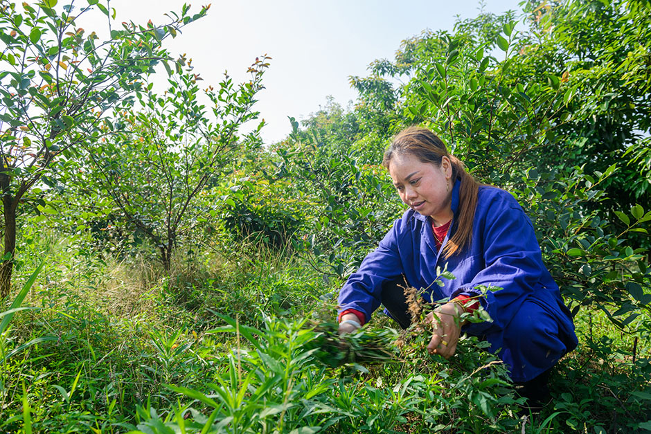 在山林间，李淑芸种植了500亩油茶林，郁郁葱葱的油茶树围绕在山坡。而油茶树整个生长过程无需化肥、农药等辅助手段，是纯天然高级木本食用油。图为李淑芸在油茶林基地除草。