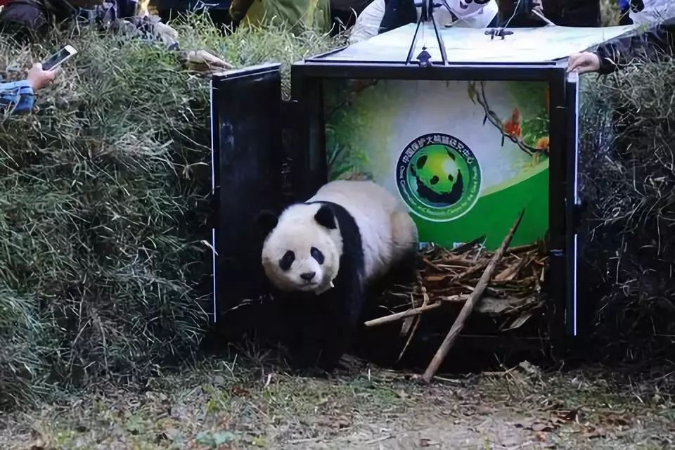 将大熊猫放归自然不是打开笼子那么简单