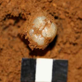 科学家成功从190万年前巨猿化石中提取到遗传物质