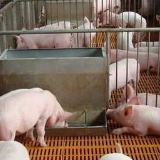 生猪生产积极势头明显 年底前产能有望实现探底回升