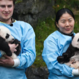 比利时出生的大熊猫双胞胎取名“宝弟”“宝妹”