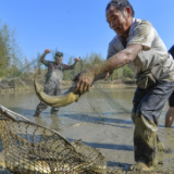 航拍湘南丨人欢鱼跃 助农增收