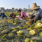 小果实有大作为⑨丨好看的花结好吃的籽