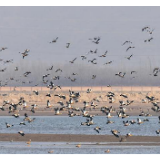 候鸟翔集海流水库