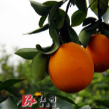 道县：脐橙喜获丰收 硕果挂满枝头