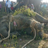 印度大象“本·拉登”被捕6天后死亡 曾踩死5人