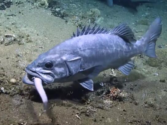 罕见！鲨鱼吃掉剑鱼后被石斑鱼吞掉