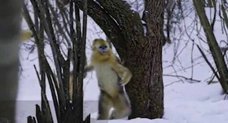 BBC纪录片拍到川金丝猴珍贵画面