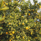 零陵：订单种植蜜橘获丰收助脱贫