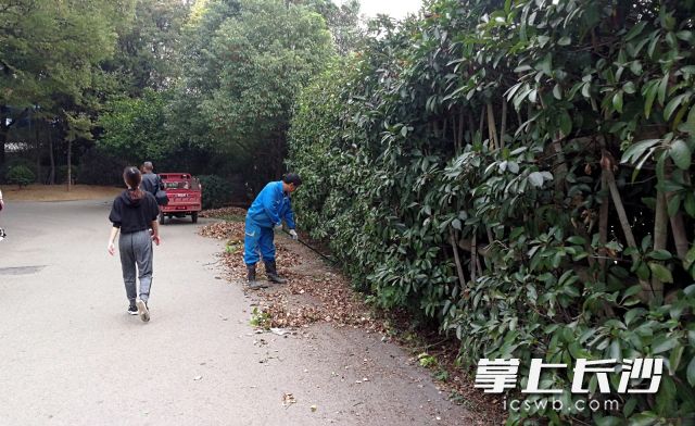 烈士公园内，园林清扫工正在清扫散落在树木下的落叶，为市民、游客提供优美的游园环境。。长沙晚报全媒体记者 周柏平摄