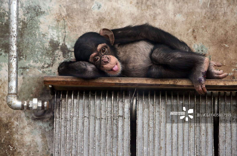 2013年1月3日，青岛动物园，一只躺在暖气上取暖的小猩猩见到游客拍照，向记者伸舌头。