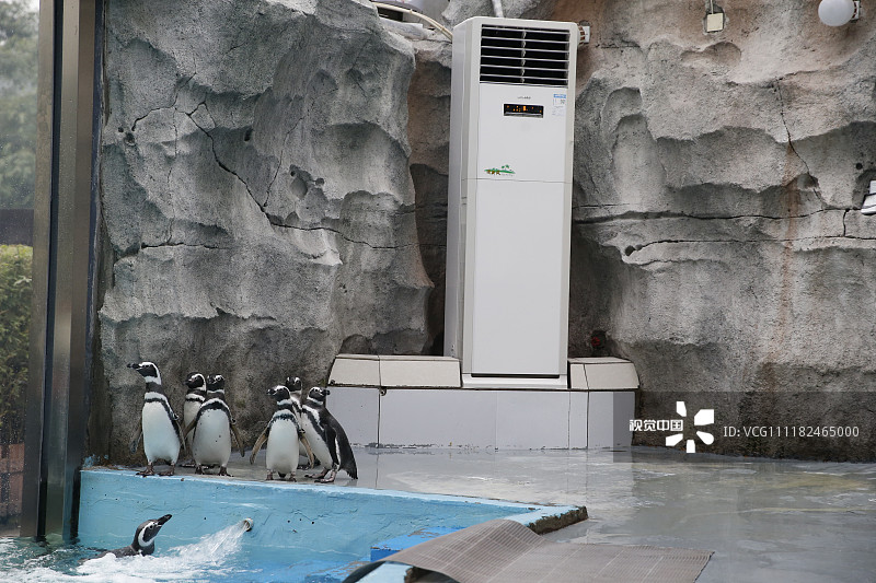 2018年12月19日，重庆，麦哲伦企鹅的房间内开着空调取暖。