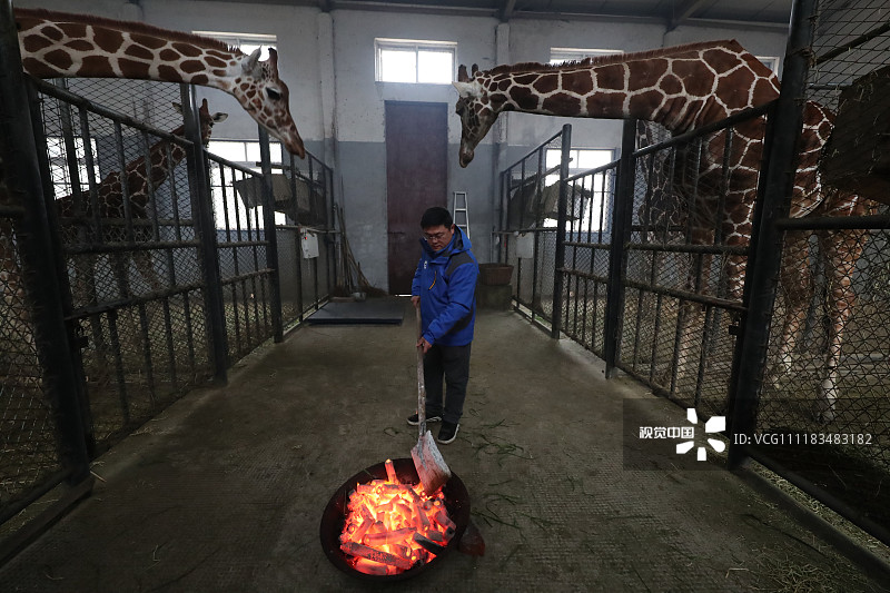 2018年12月28日，浙江宁波，工作人员为长颈鹿生起火盆。