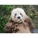 全球唯一圈养棕色大熊猫“七仔”被终身认养