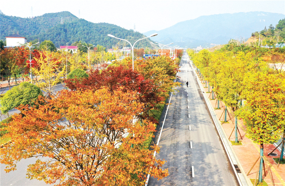 道吾山路旁的行道树呈现红黄色调，如画的风景引来不少市民打卡拍照。记者彭红霞.jpg