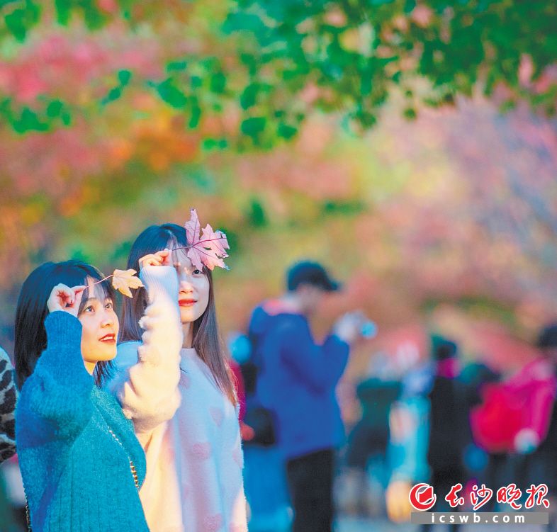 　　湖南农业大学红枫大道上，女孩拾起枫叶观看。