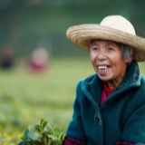 科技特派员王衍成：二十八年坚守，只为茶花满山开