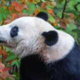 中国那些事儿丨旅美熊猫贝贝回国 美国粉丝：我们会很想念贝贝 熊猫外交请继续