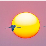 Vlog | 鄱阳湖拍鸟记 揭秘一张绝美照片的诞生