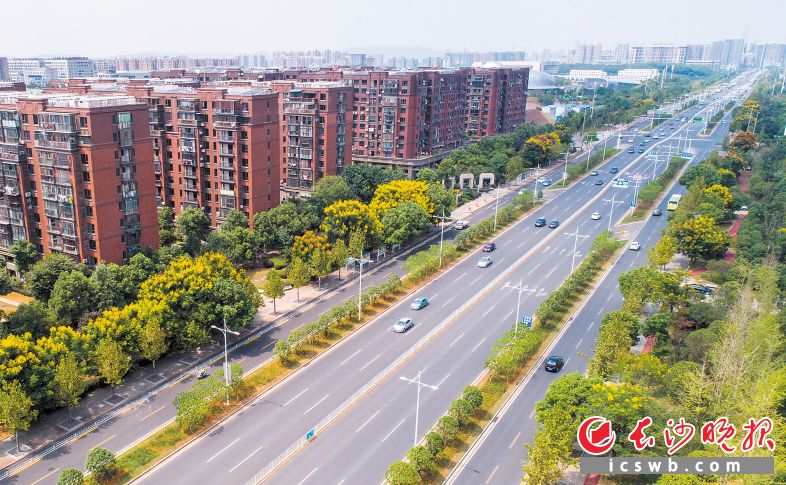 　　↑芙蓉南路入城口道路两旁金黄的栾树点缀着城市，精致精美、层次丰富的绿带成为一道亮丽的风景线。