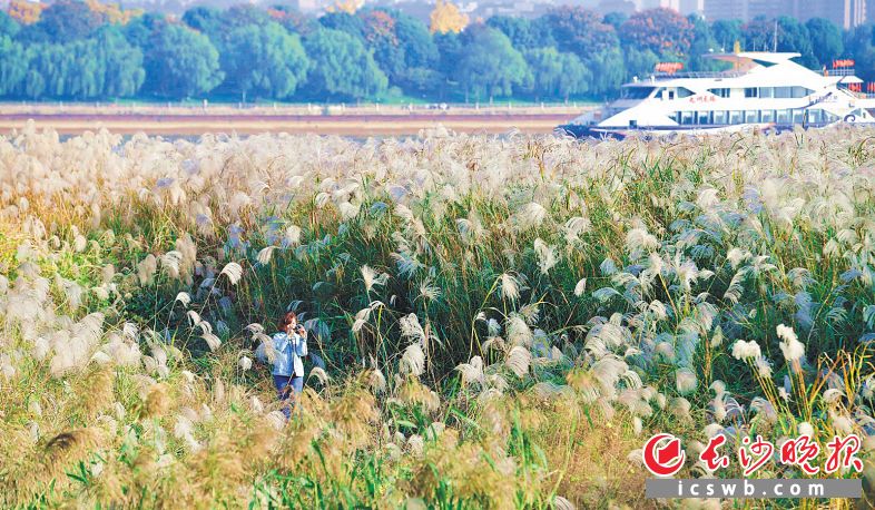 　　湘江畔，芦花朵朵，市民在芦花中流连忘返。