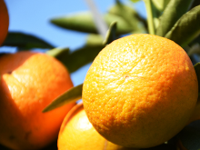 脱贫攻坚看衡山①丨打造“一村一品” 衡山黄鸡“啄出”大产业