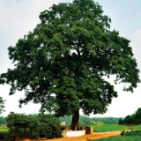 湘潭市“最美护林员”“最美古树名木”评选结果揭晓