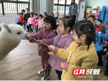 家长助教日幼儿园来了一只羊驼  孩子们沸腾了